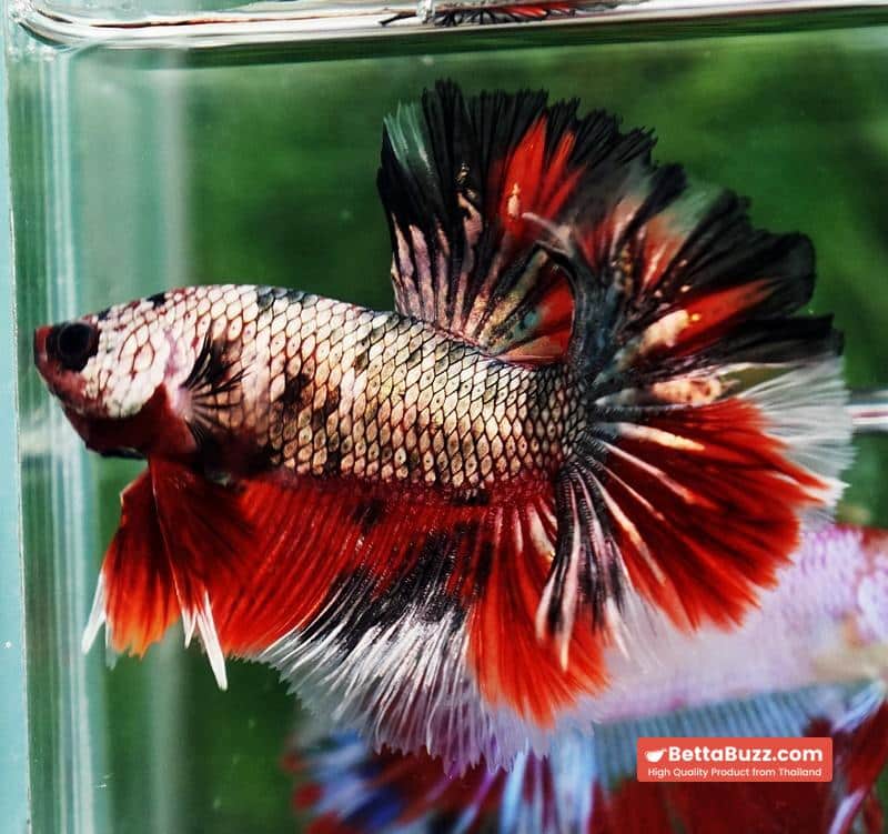 Betta fish OHM Red Devil Hellboy Copper Rosetail - Image 6