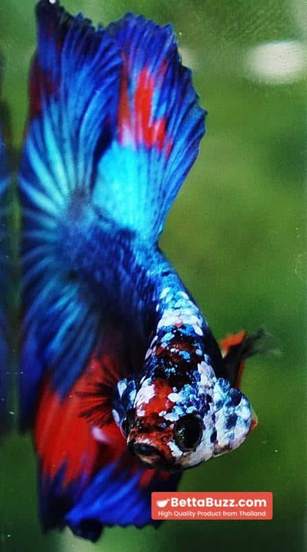 Betta fish Posidon Fancy Hawk (OHM) - Image 9