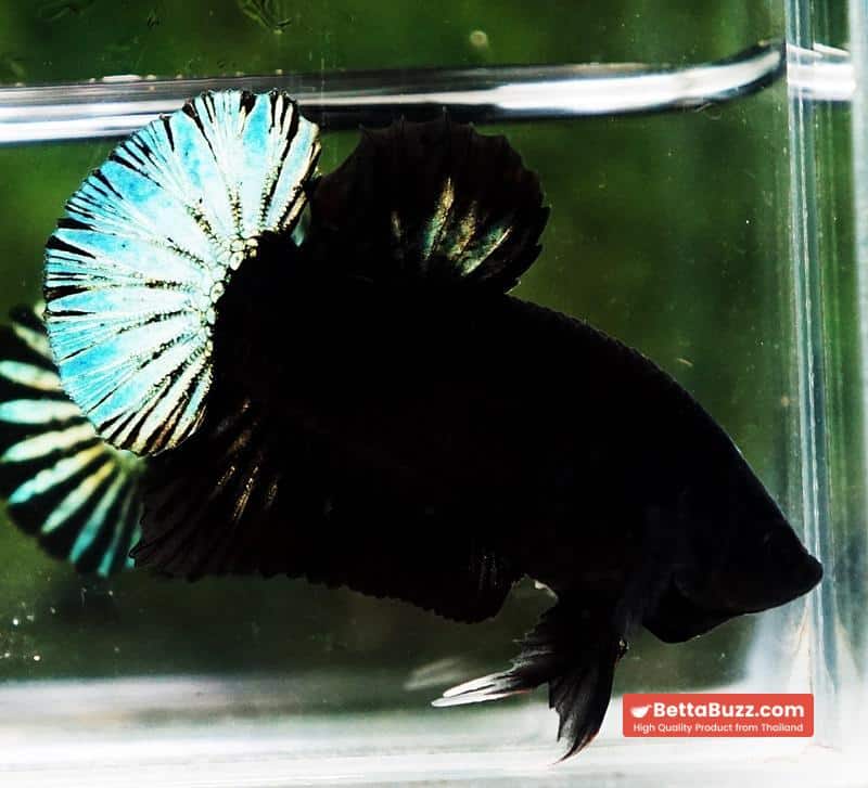 Betta fish HMPK Super Black Hold (Rare) - Image 6