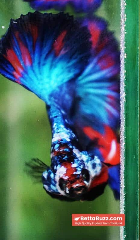 Betta fish Posidon Fancy Hawk (OHM) - Image 10
