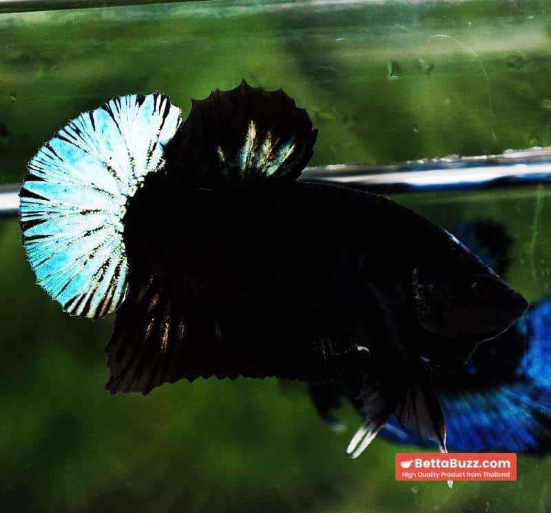 Betta fish HMPK Super Black Hold (Rare) - Image 4