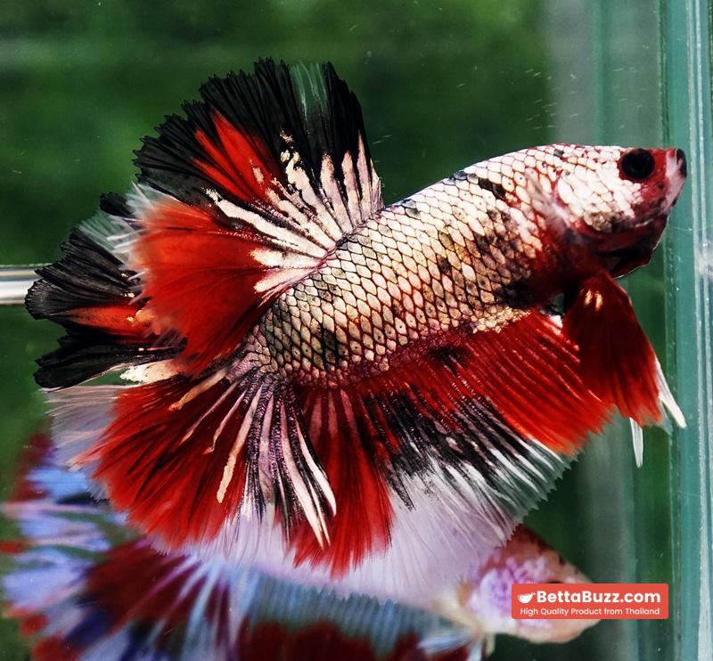 Betta fish OHM Red Devil Hellboy Copper Rosetail - Image 7