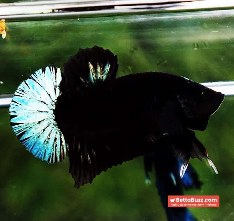 Betta fish HMPK Super Black Hold (Rare) - Image 2