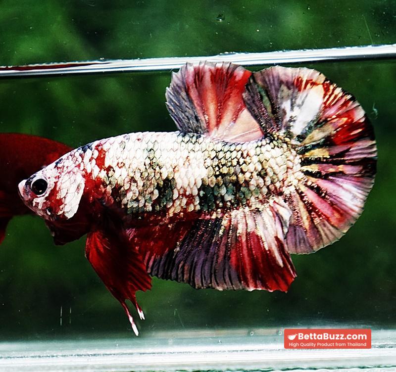 Betta fish HMPK The Red Caraxes - Image 6
