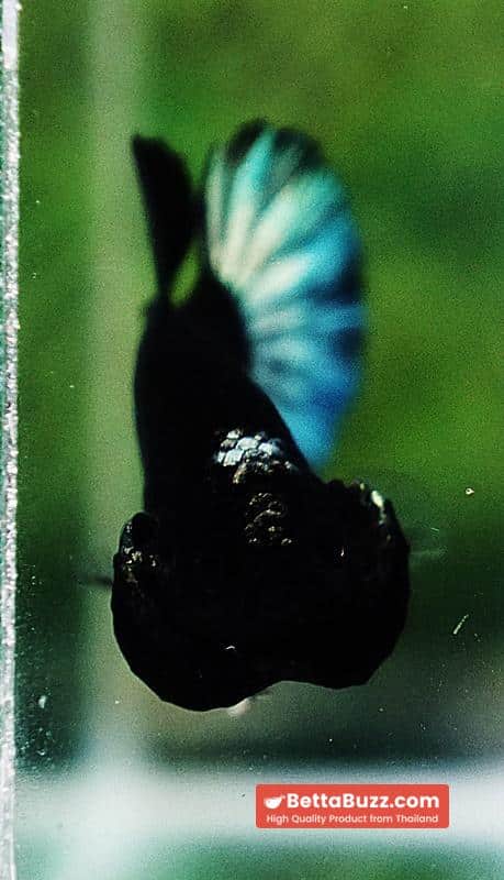 Betta fish HMPK Super Black Hold (Rare) - Image 7