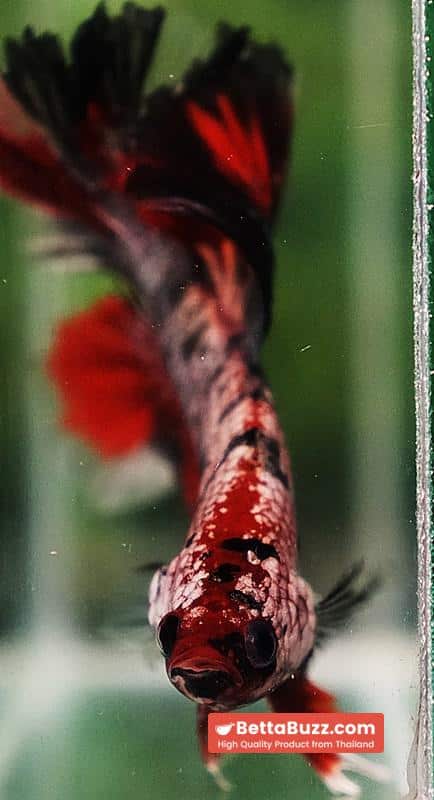 Betta fish OHM Red Devil Hellboy Copper Rosetail - Image 8