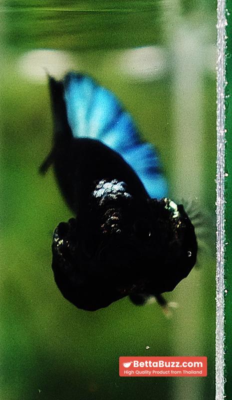 Betta fish HMPK Super Black Hold (Rare) - Image 8