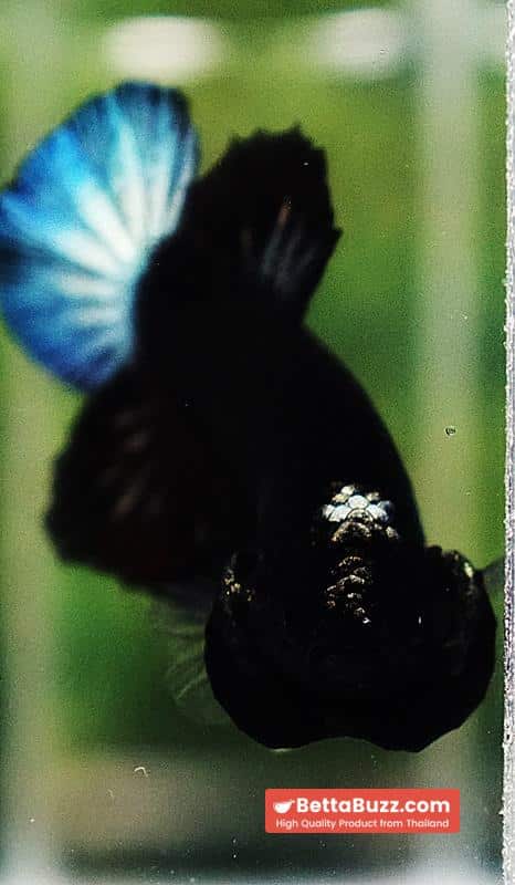 Betta fish HMPK Super Black Hold (Rare) - Image 9