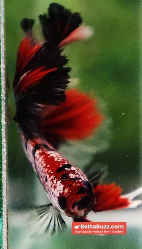 Betta fish OHM Red Devil Hellboy Copper Rosetail - Image 9