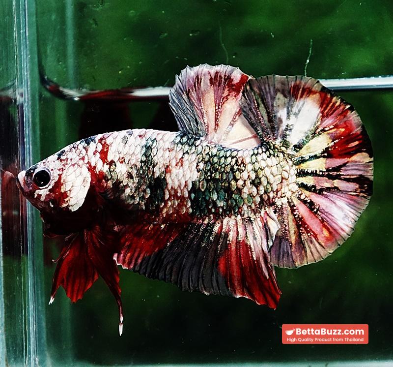 Betta fish HMPK The Red Caraxes - Image 2