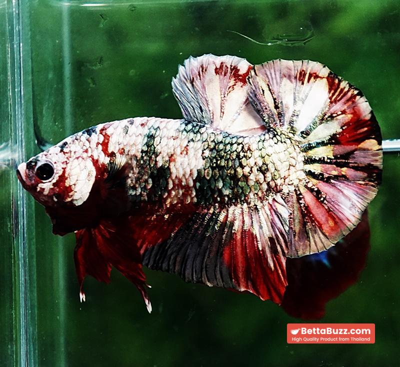 Betta fish HMPK The Red Caraxes - Image 4