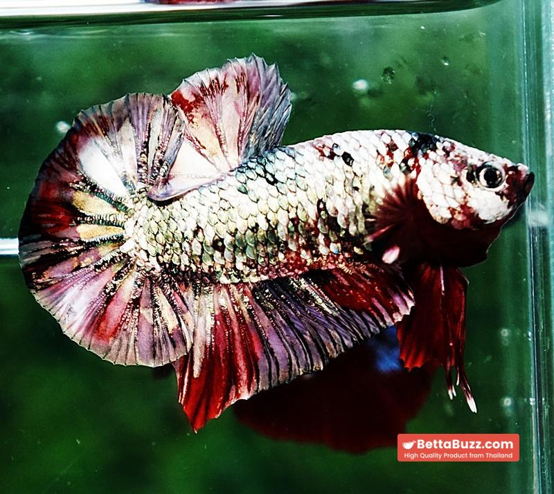 Betta fish HMPK The Red Caraxes - Image 5