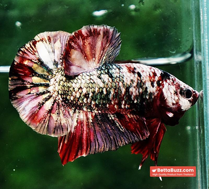 Betta fish HMPK The Red Caraxes - Image 3