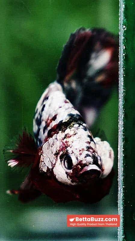 Betta fish HMPK The Red Caraxes - Image 7