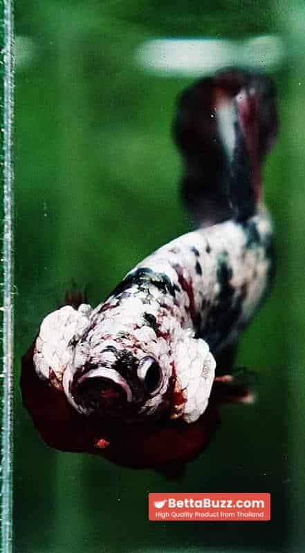 Betta fish HMPK The Red Caraxes - Image 8