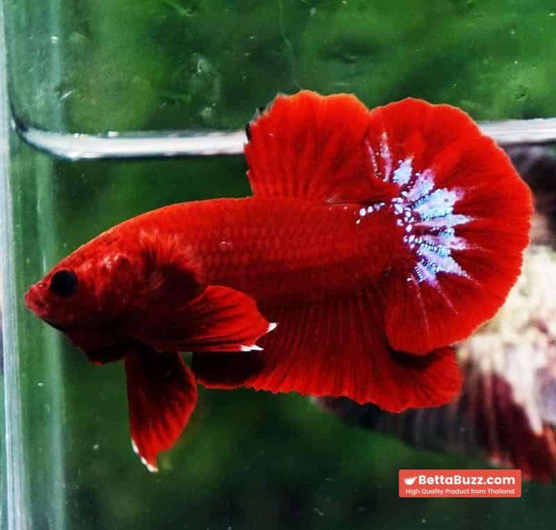 Betta fish HMPK Red Hell Boy Star tail - Image 6