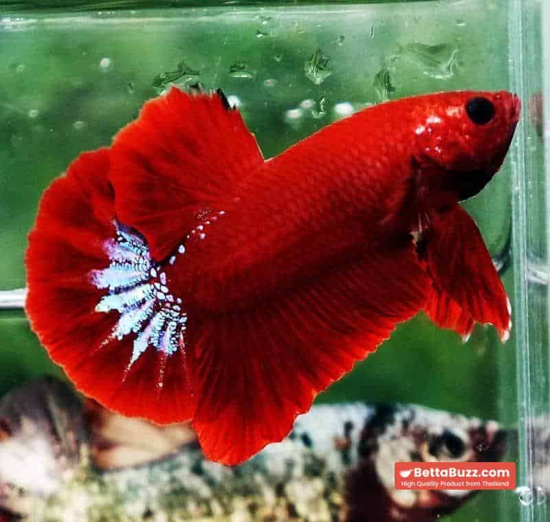 Betta fish HMPK Red Hell Boy Star tail - Image 3