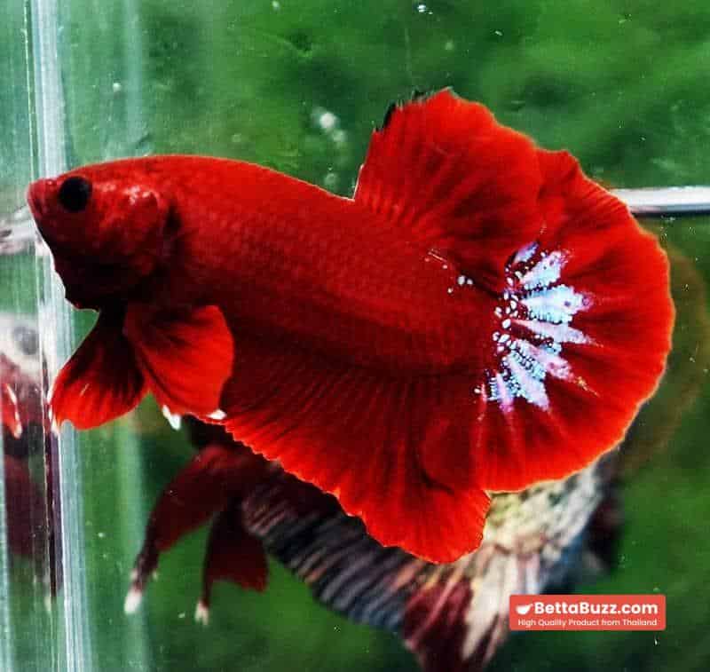Betta fish HMPK Red Hell Boy Star tail - Image 4