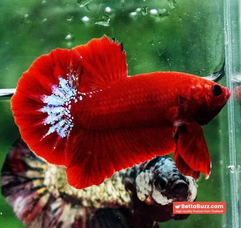 Betta fish HMPK Red Hell Boy Star tail - Image 5