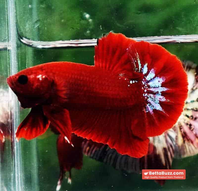 Betta fish HMPK Red Hell Boy Star tail - Image 2