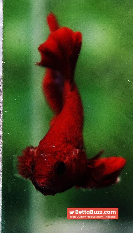 Betta fish HMPK Red Hell Boy Star tail - Image 7