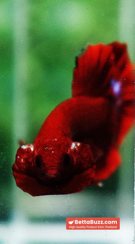 Betta fish HMPK Red Hell Boy Star tail - Image 8
