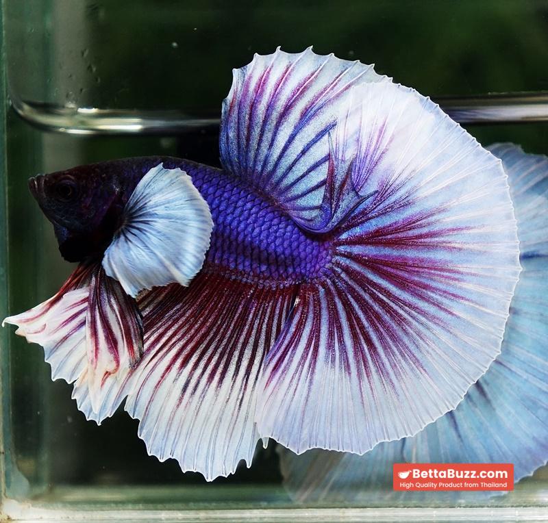 Betta fish OHM Purple Salamander Dumbo - Image 4