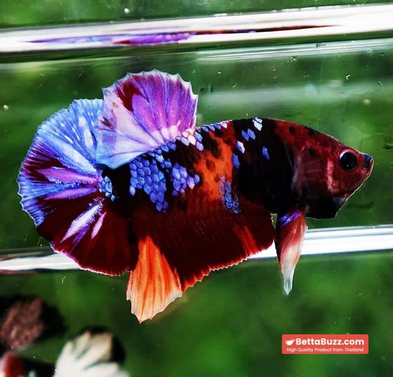 Betta fish HMPK Purple Emerald Candy Nemo - Image 4