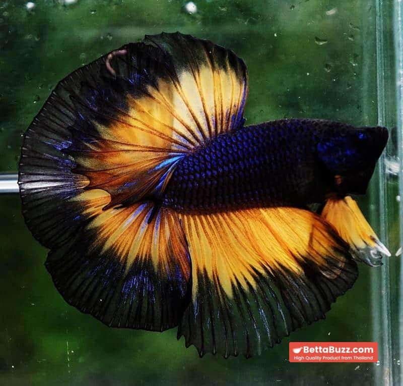Betta fish OHM Black Purple Pumpkin Halloween - Image 5