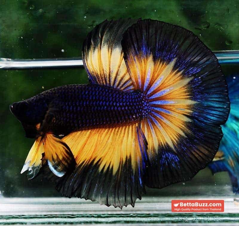 Betta fish OHM Black Purple Pumpkin Halloween - Image 2