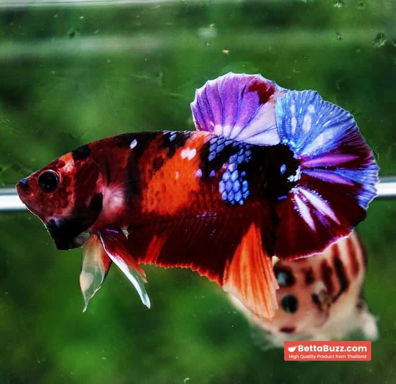 Betta fish HMPK Purple Emerald Candy Nemo - Image 3