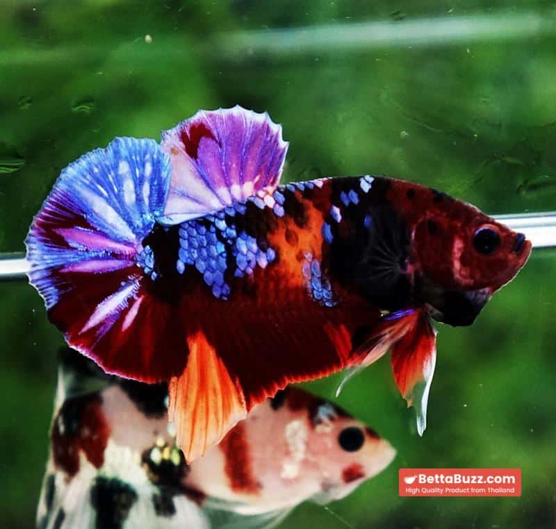 Betta fish HMPK Purple Emerald Candy Nemo - Image 6