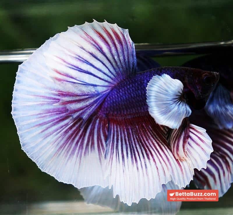 Betta fish OHM Purple Salamander Dumbo - Image 5