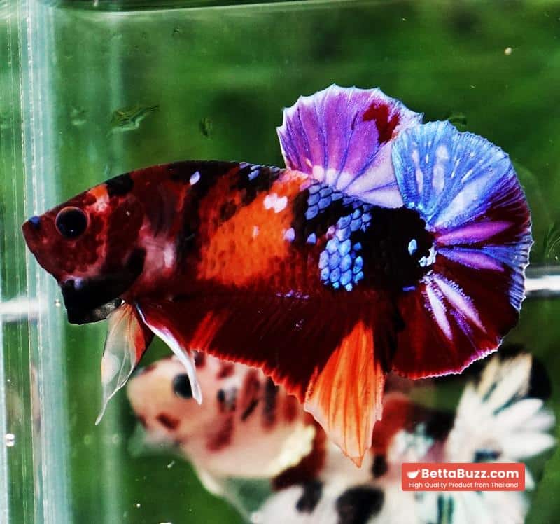 Betta fish HMPK Purple Emerald Candy Nemo - Image 5