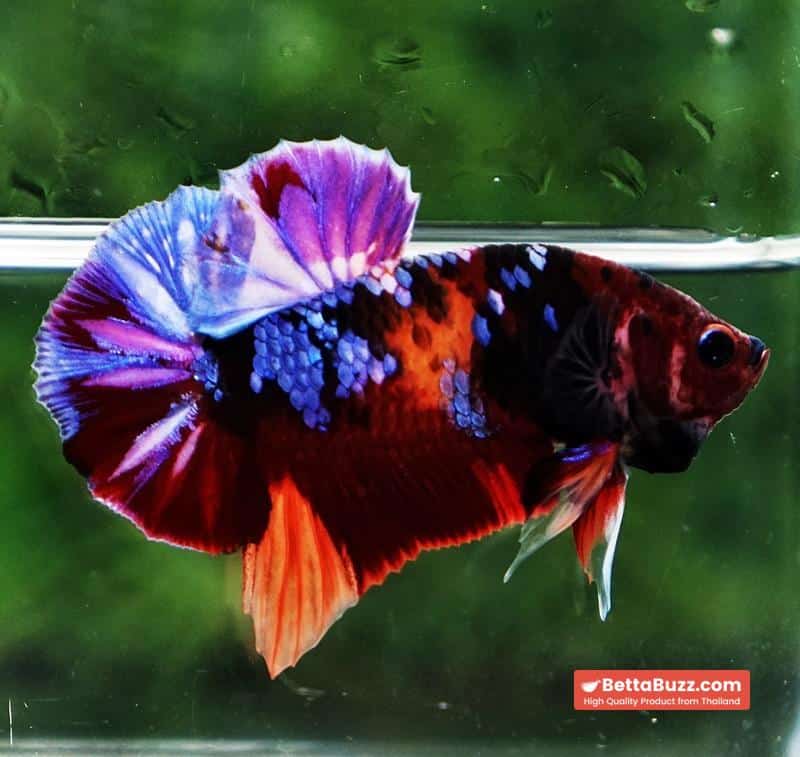 Betta fish HMPK Purple Emerald Candy Nemo - Image 2