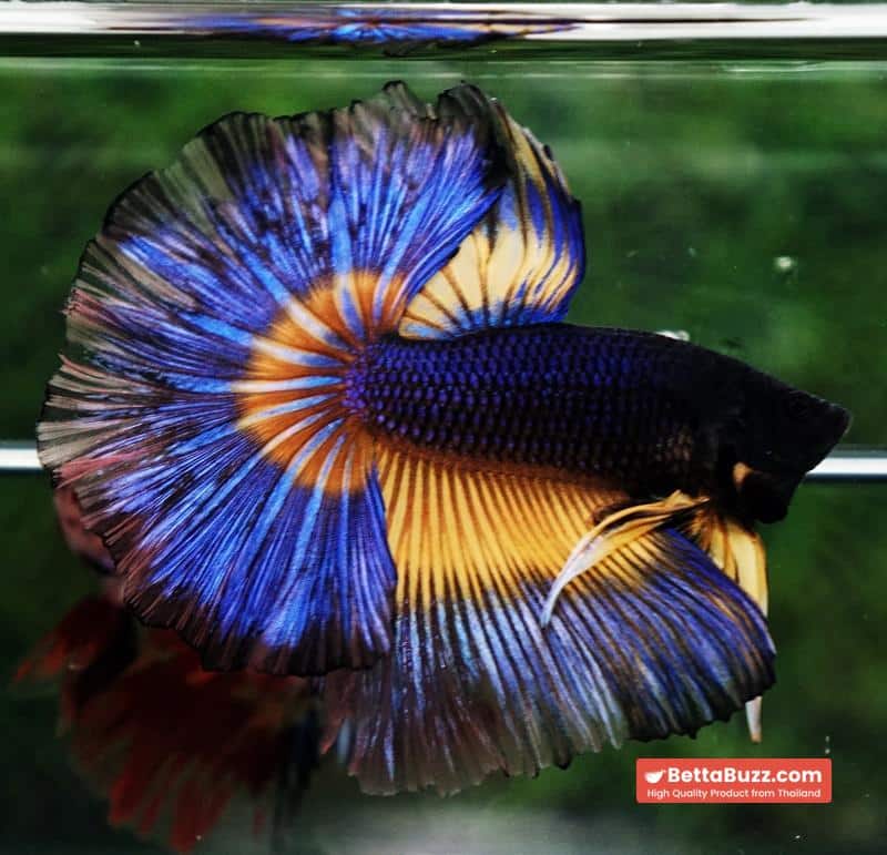 Betta fish King Blue Black Pumpkin Butterfly (OHM) - Image 2
