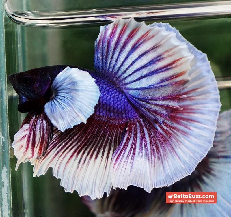 Betta fish OHM Purple Salamander Dumbo - Image 2