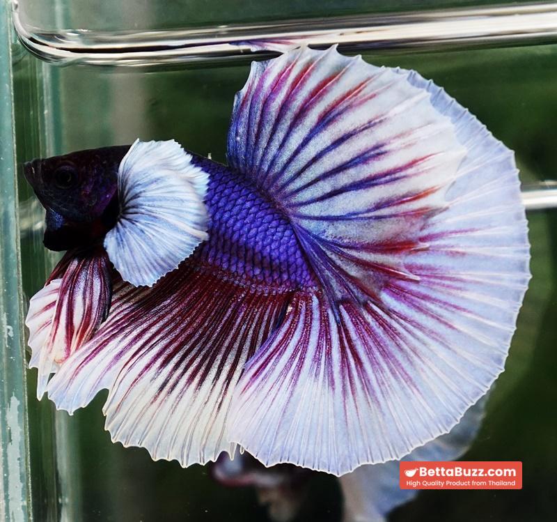 Betta fish OHM Purple Salamander Dumbo - Image 6