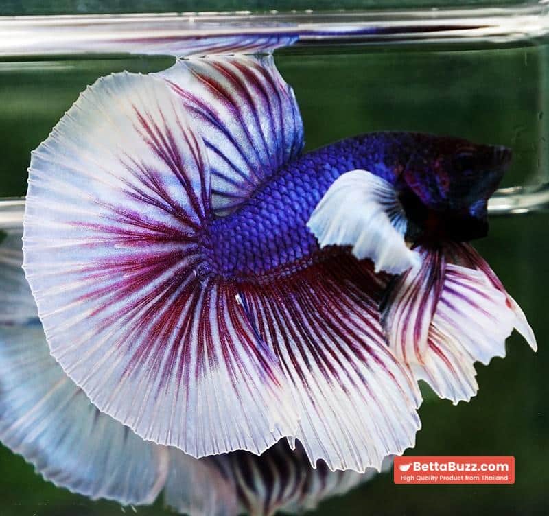 Betta fish OHM Purple Salamander Dumbo - Image 3
