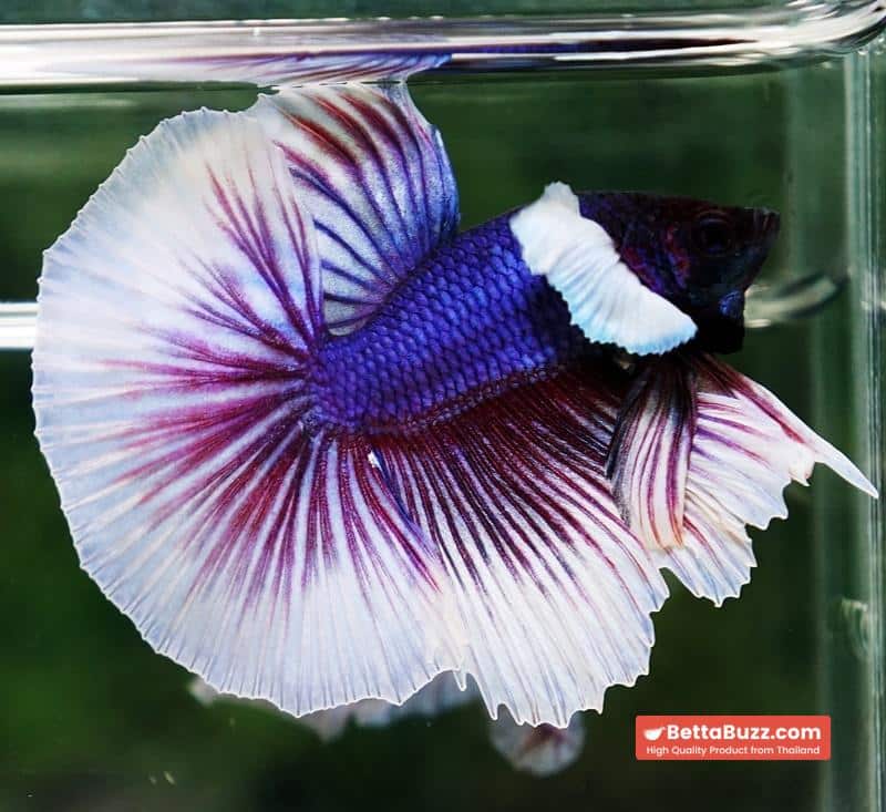 Betta fish OHM Purple Salamander Dumbo - Image 7