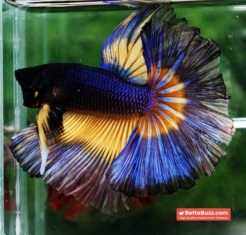 Betta fish King Blue Black Pumpkin Butterfly (OHM) - Image 5
