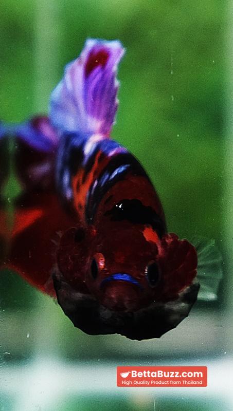 Betta fish HMPK Purple Emerald Candy Nemo - Image 7