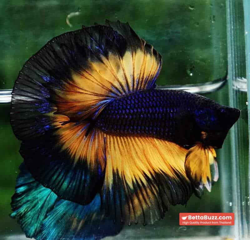 Betta fish OHM Black Purple Pumpkin Halloween - Image 3