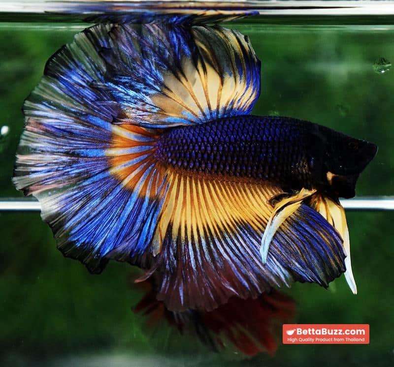Betta fish King Blue Black Pumpkin Butterfly (OHM) - Image 6