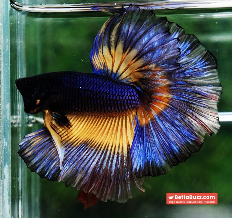 Betta fish King Blue Black Pumpkin Butterfly (OHM) - Image 3