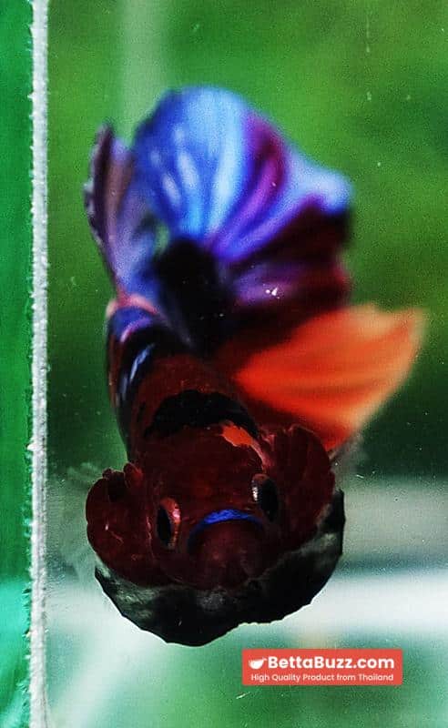 Betta fish HMPK Purple Emerald Candy Nemo - Image 8