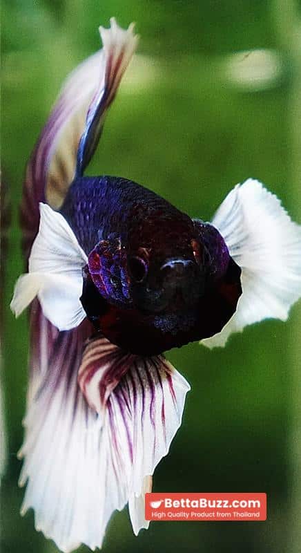 Betta fish OHM Purple Salamander Dumbo - Image 8