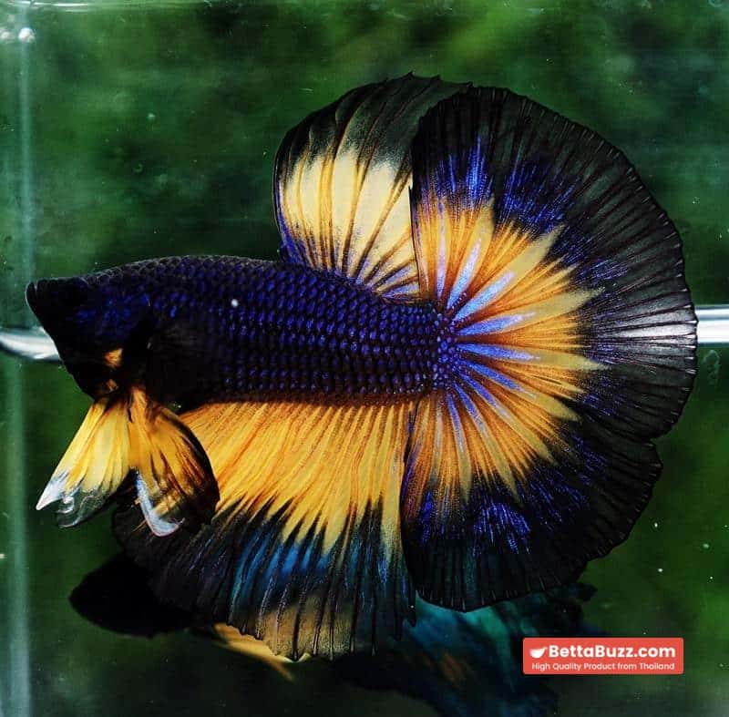 Betta fish OHM Black Purple Pumpkin Halloween - Image 4