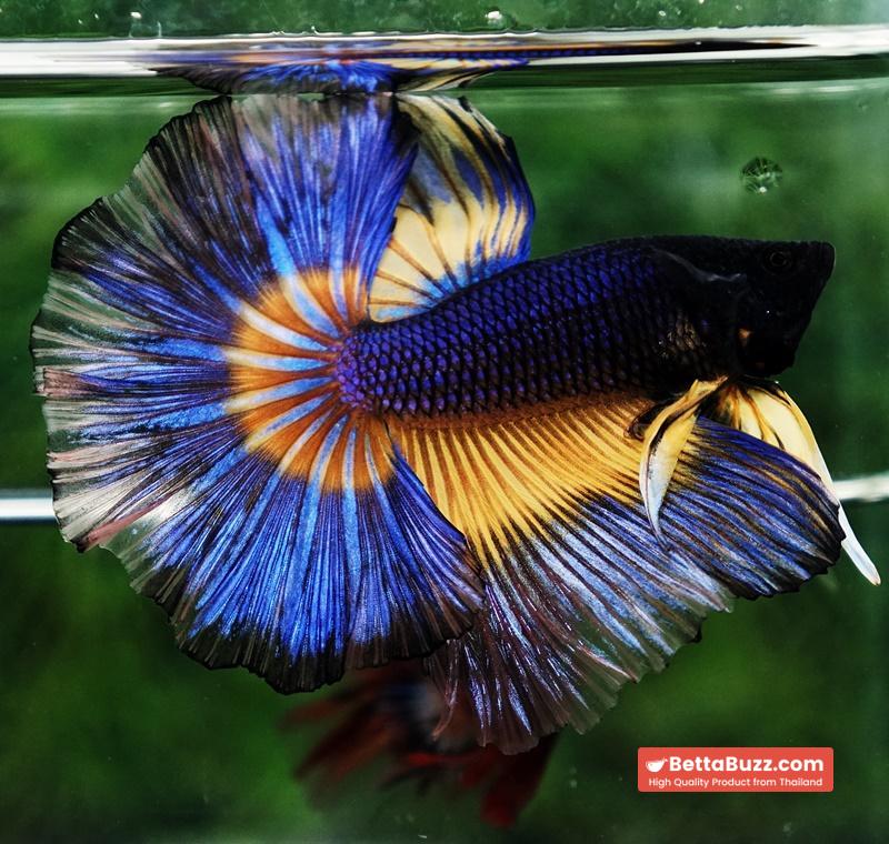 Betta fish King Blue Black Pumpkin Butterfly (OHM) - Image 4