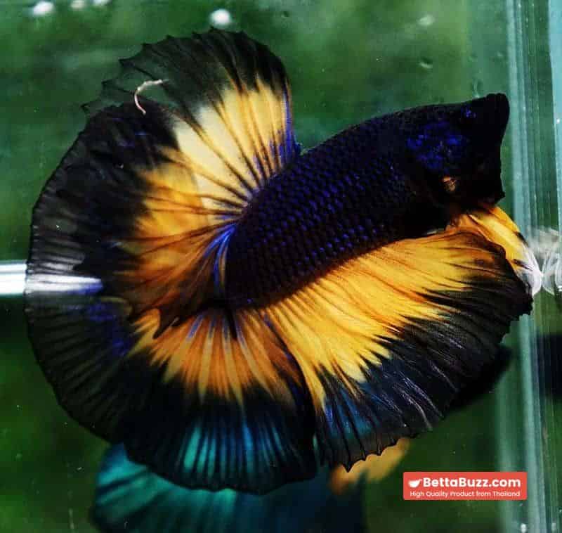 Betta fish OHM Black Purple Pumpkin Halloween - Image 6